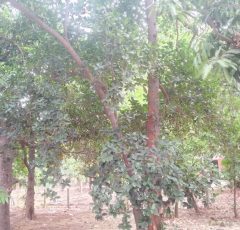 land plot for sale in arcot road valarasavakkam