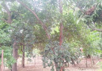 land plot for sale in arcot road valarasavakkam