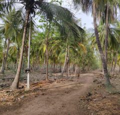 farm land for sale in omr kayar chennai