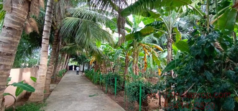 farm house sale ecr pattipulam chennai